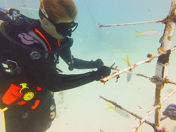 coral restoration outplanting_web