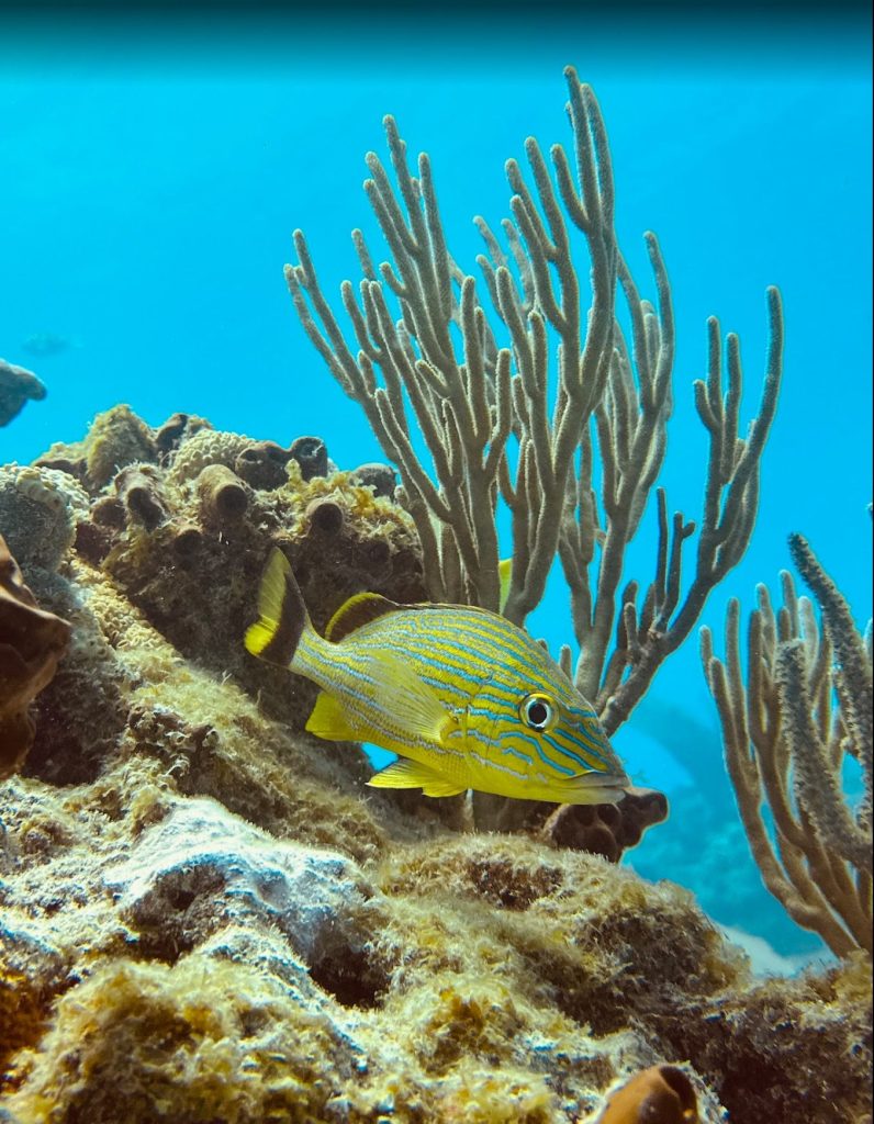 Yellow striped fish swimming near coral reef and sea plants.