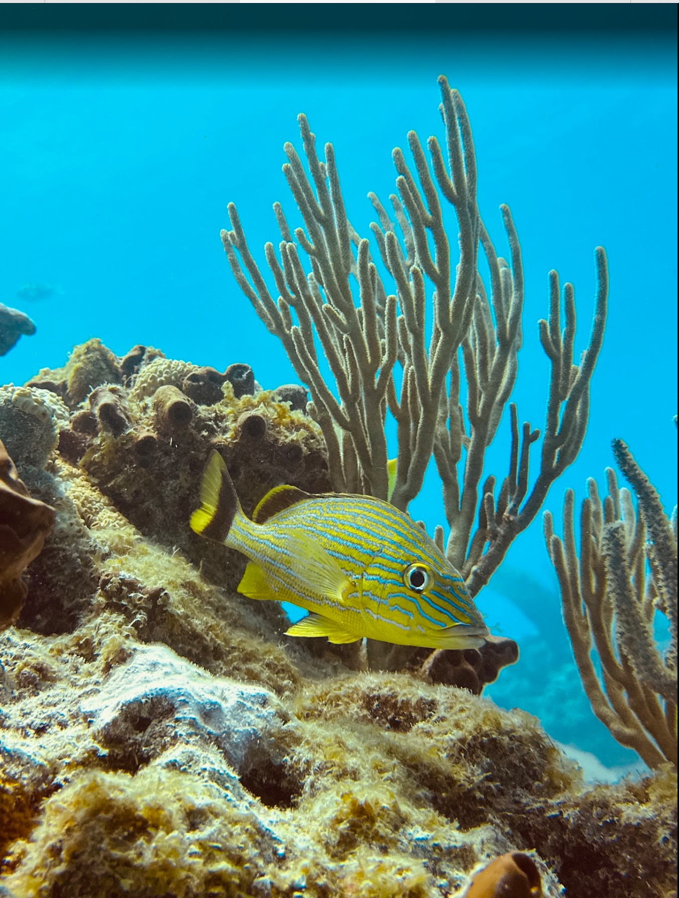 Yellow striped fish swimming near coral reef and sea plants.