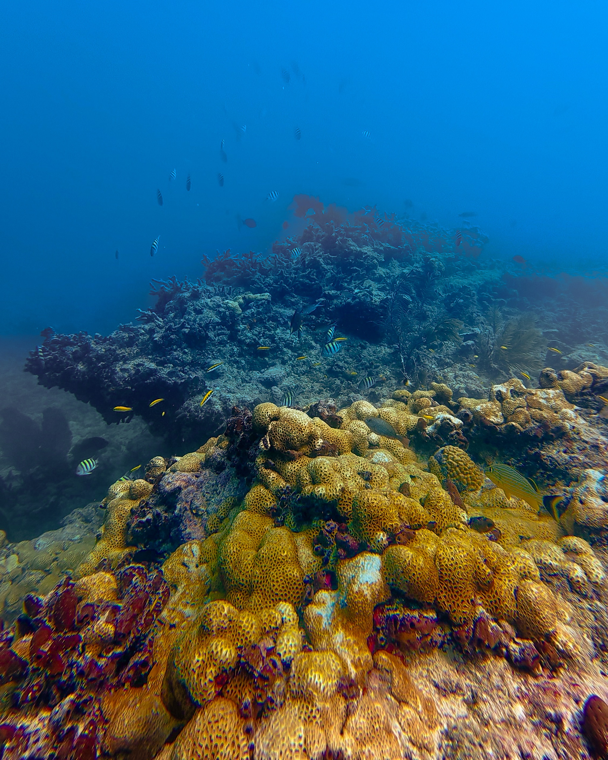 Colorful coral reef underwater with fish swimming.