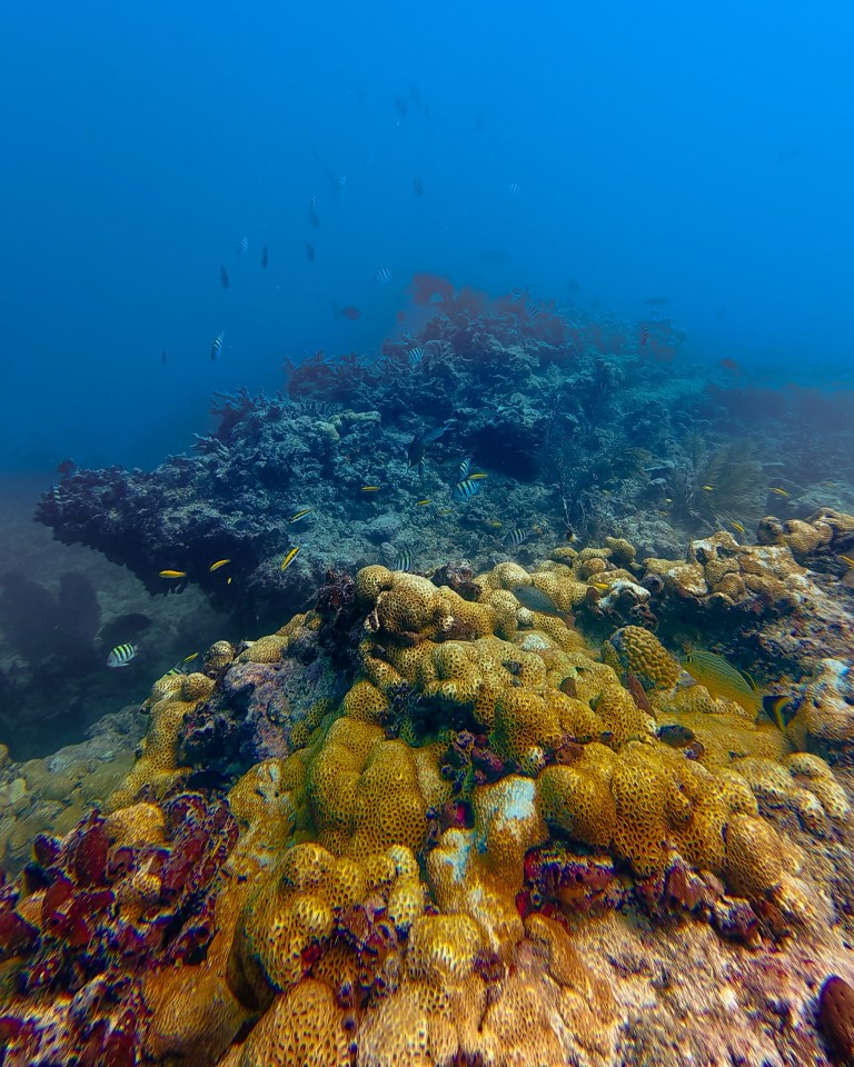 Colorful coral reef underwater with fish swimming.
