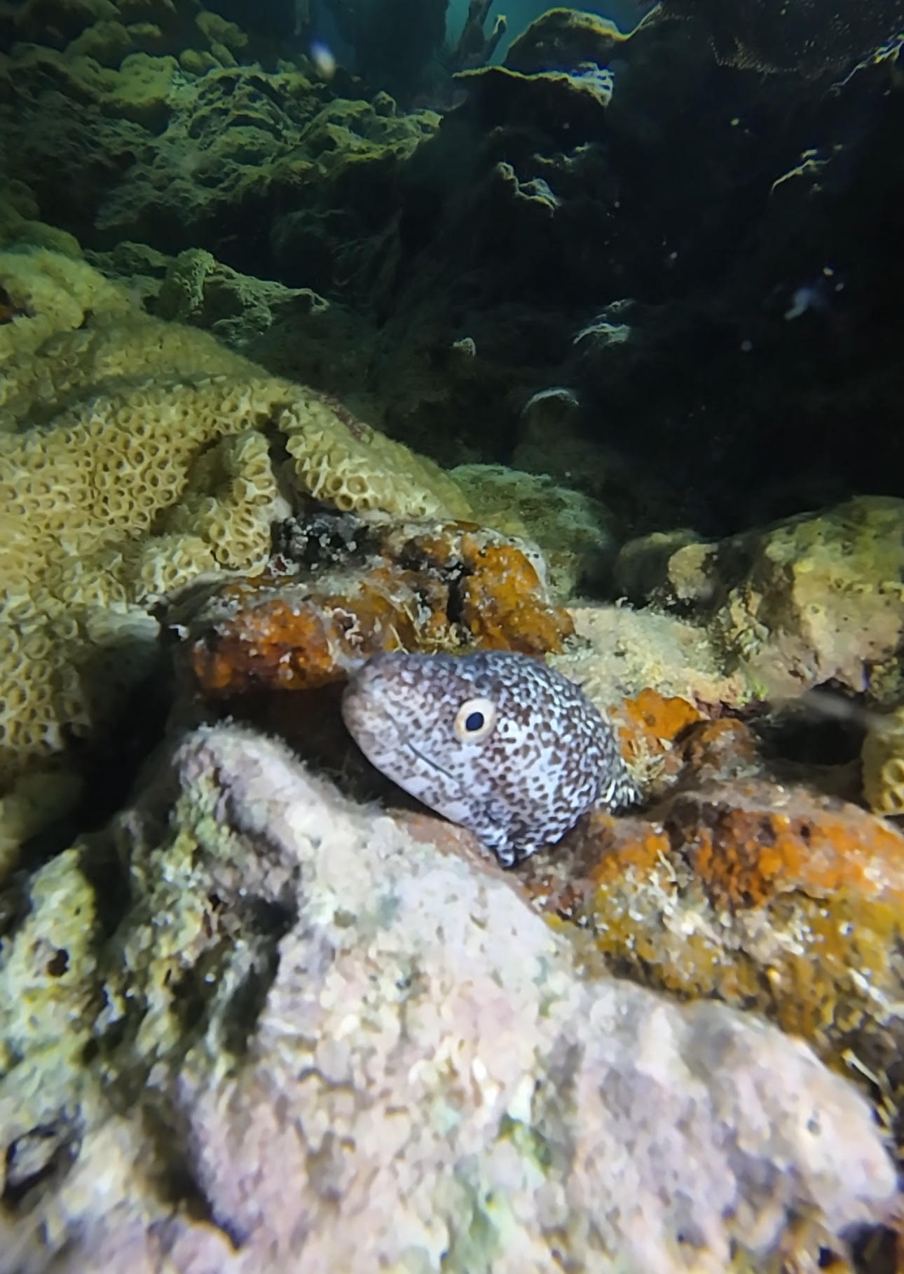Moray eel peeks out from coral reef underwater.