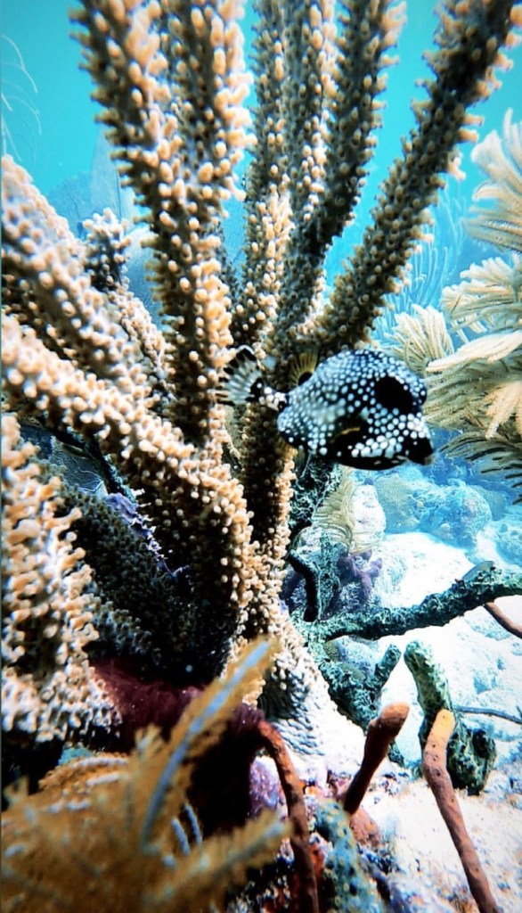 Underwater scene with coral and black-spotted fish.