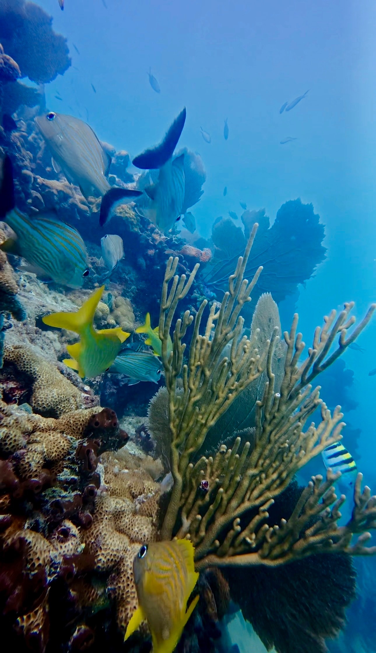 Colorful fish swimming near coral reef in clear blue water.