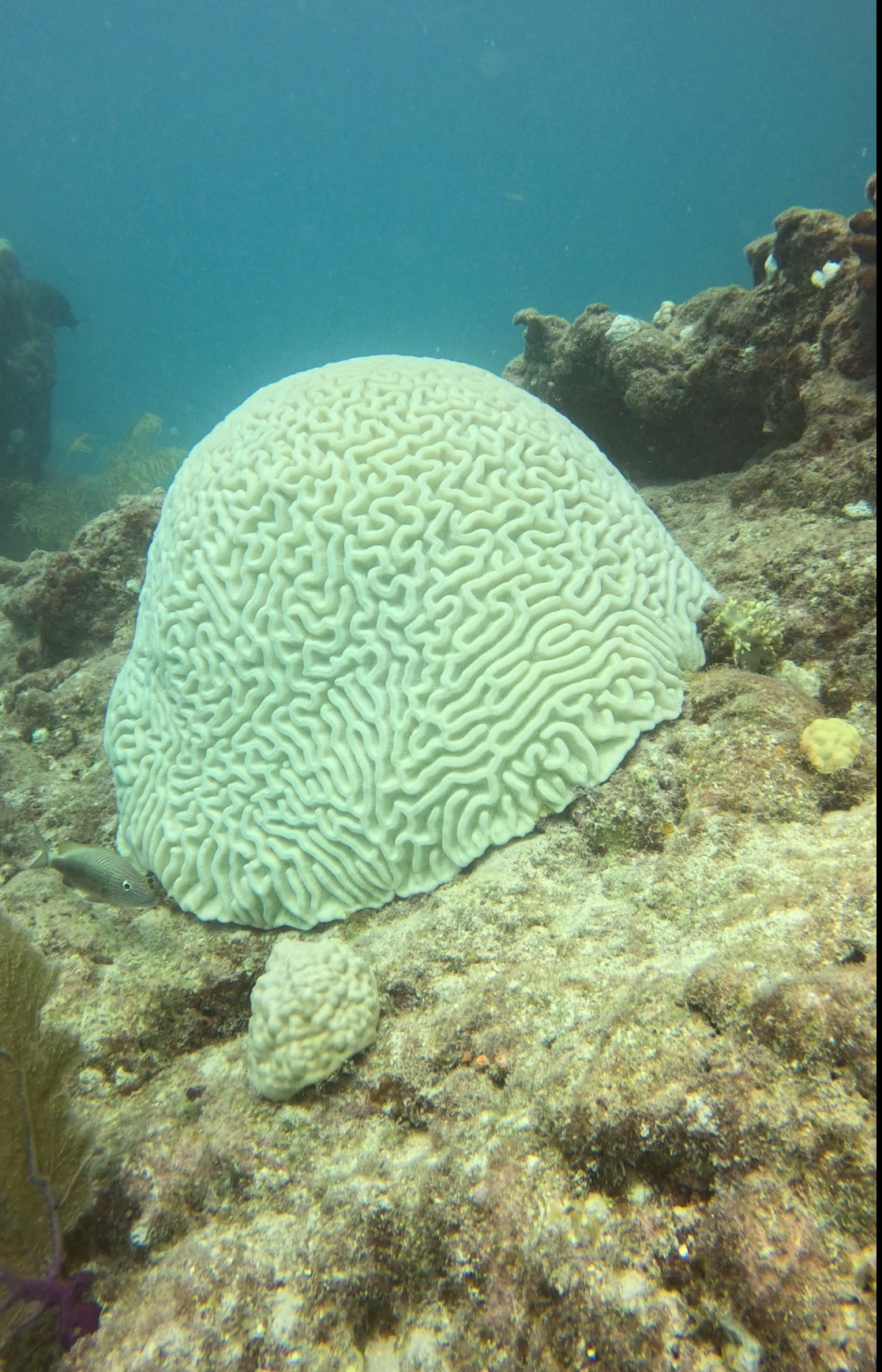 Brain coral on the ocean floor with clear blue water background.