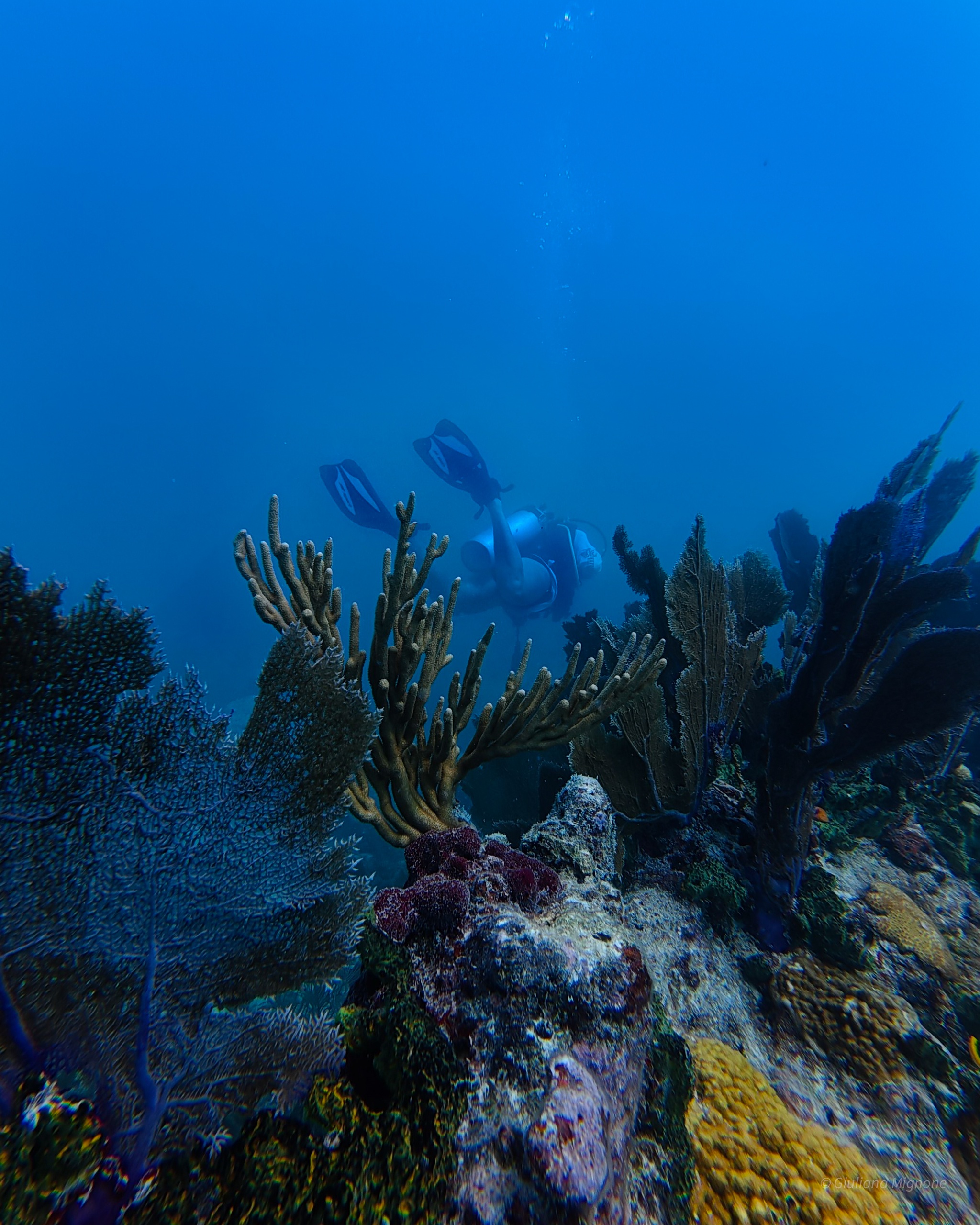 Diver swimming above colorful coral reef underwater.