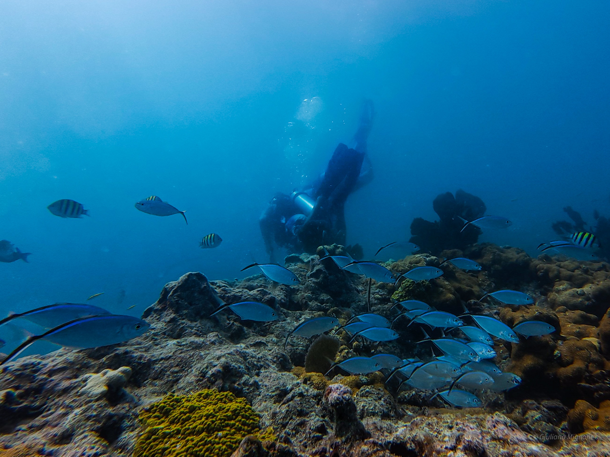 Diver swims near colorful fish and coral reef underwater.