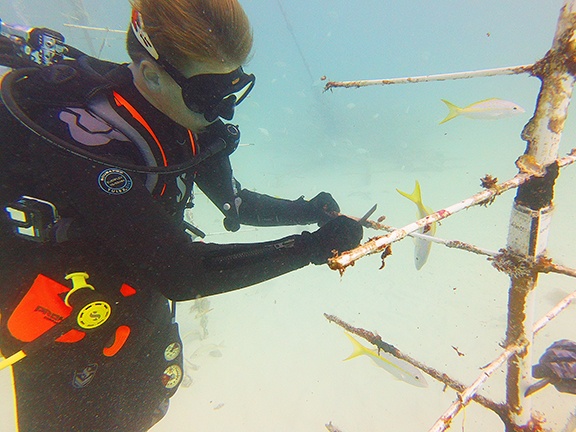 Scuba diver tending to coral restoration structure underwater.