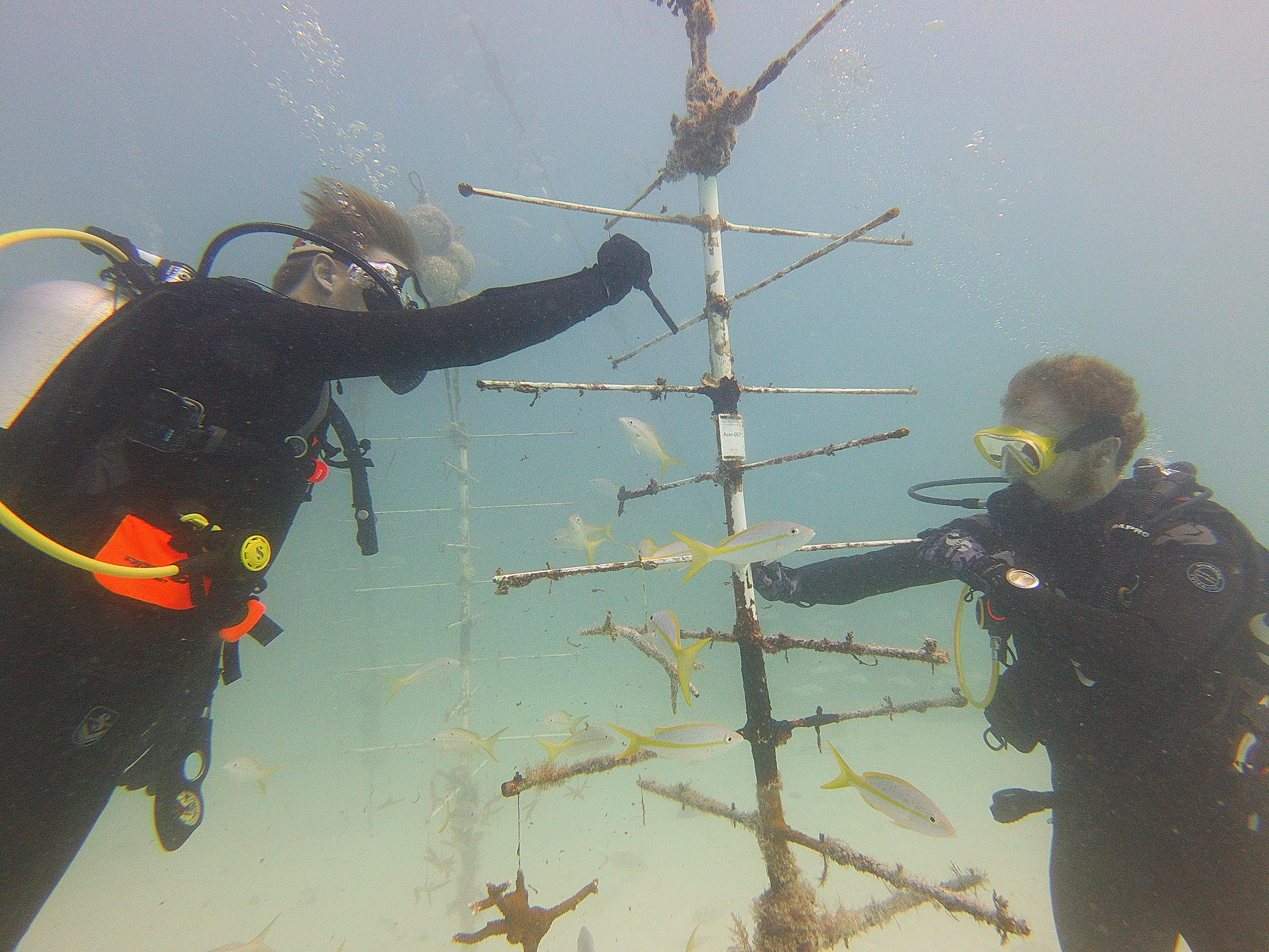 Two divers working underwater near a metal structure with fish swimming around.