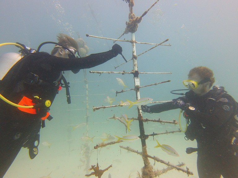Two divers working underwater near a metal structure with fish swimming around.