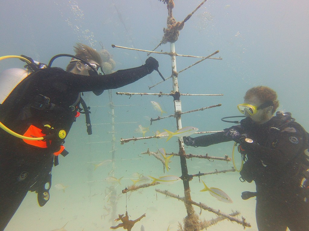Two divers working underwater near a metal structure with fish swimming around.