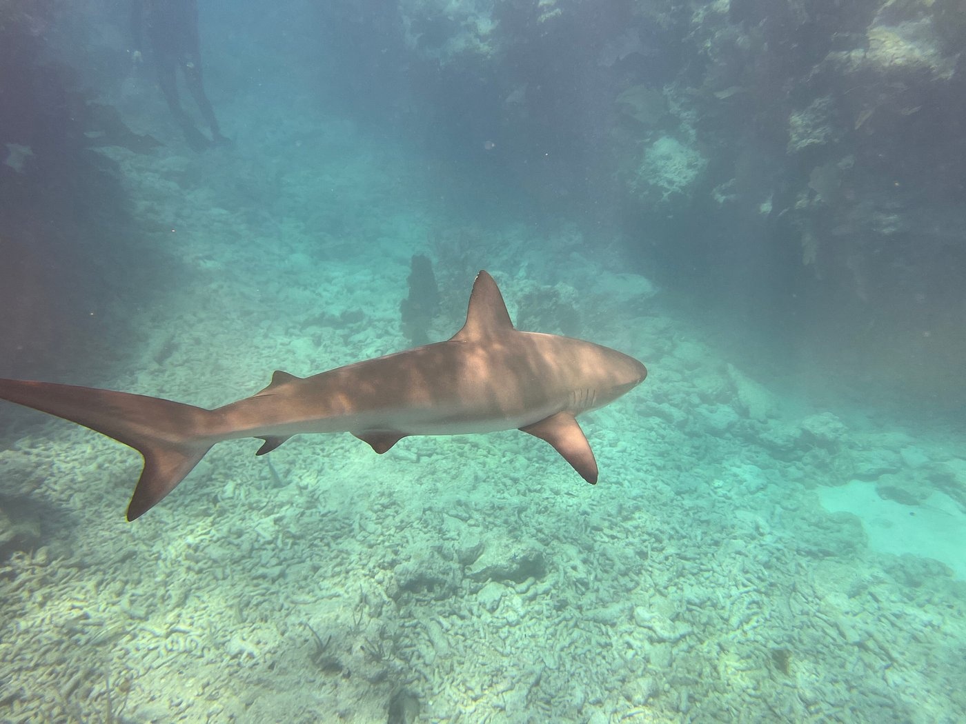 A shark swimming near the sea floor in clear blue water.