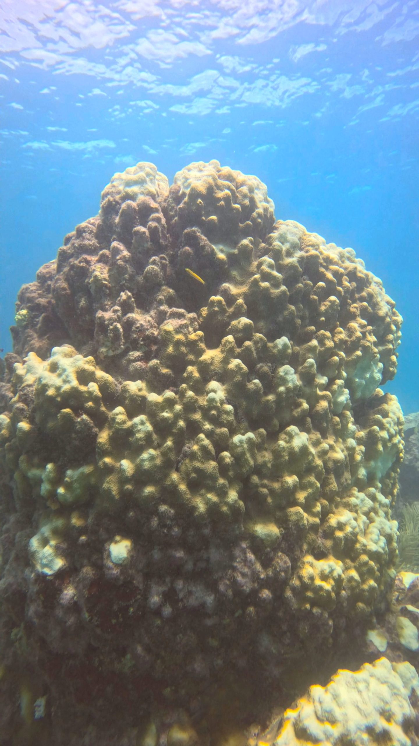 Large coral formation underwater with blue sea background.