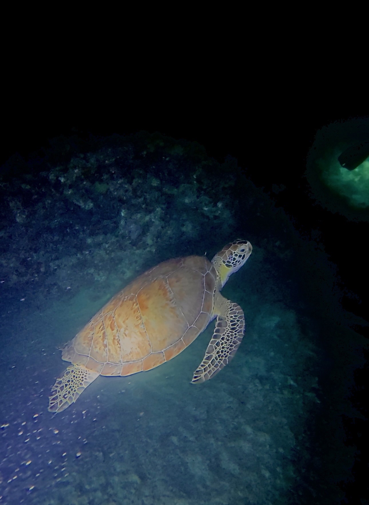 Turtle swimming underwater over a dark, rocky ocean floor.