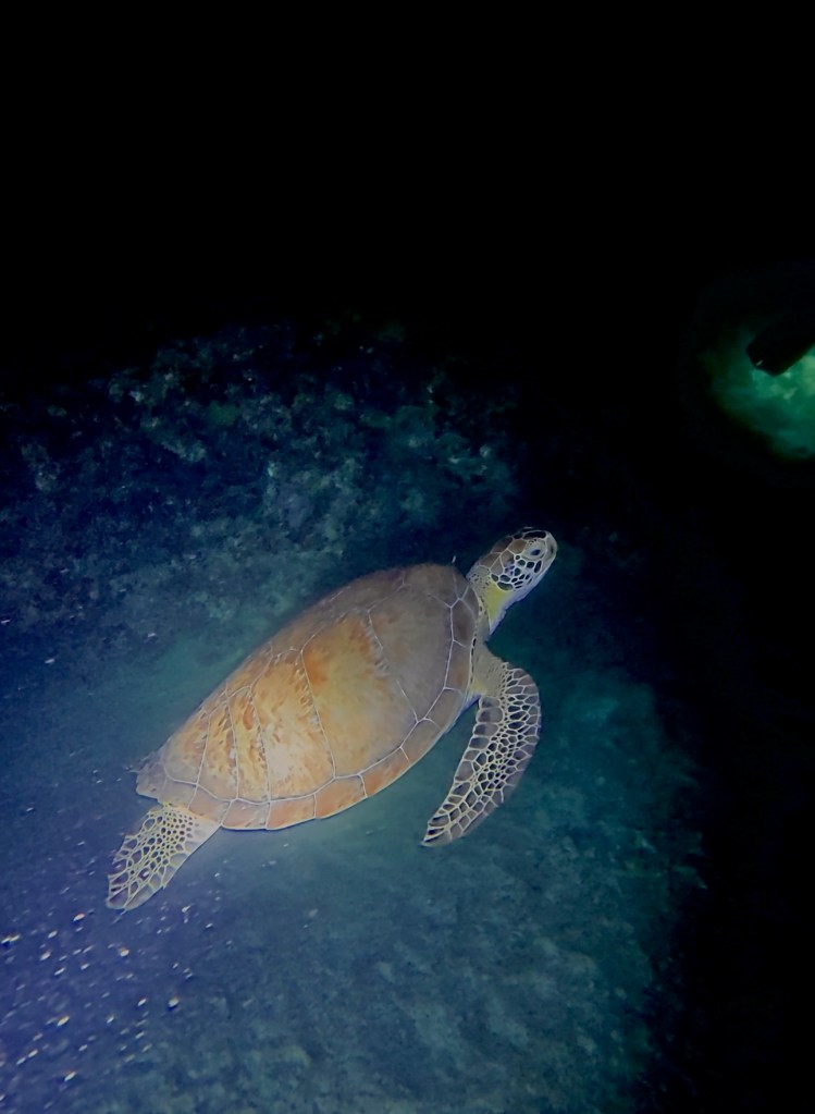 Turtle swimming underwater over a dark, rocky ocean floor.