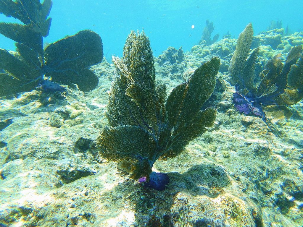 Underwater scene with sea fans and coral on a rocky ocean floor.