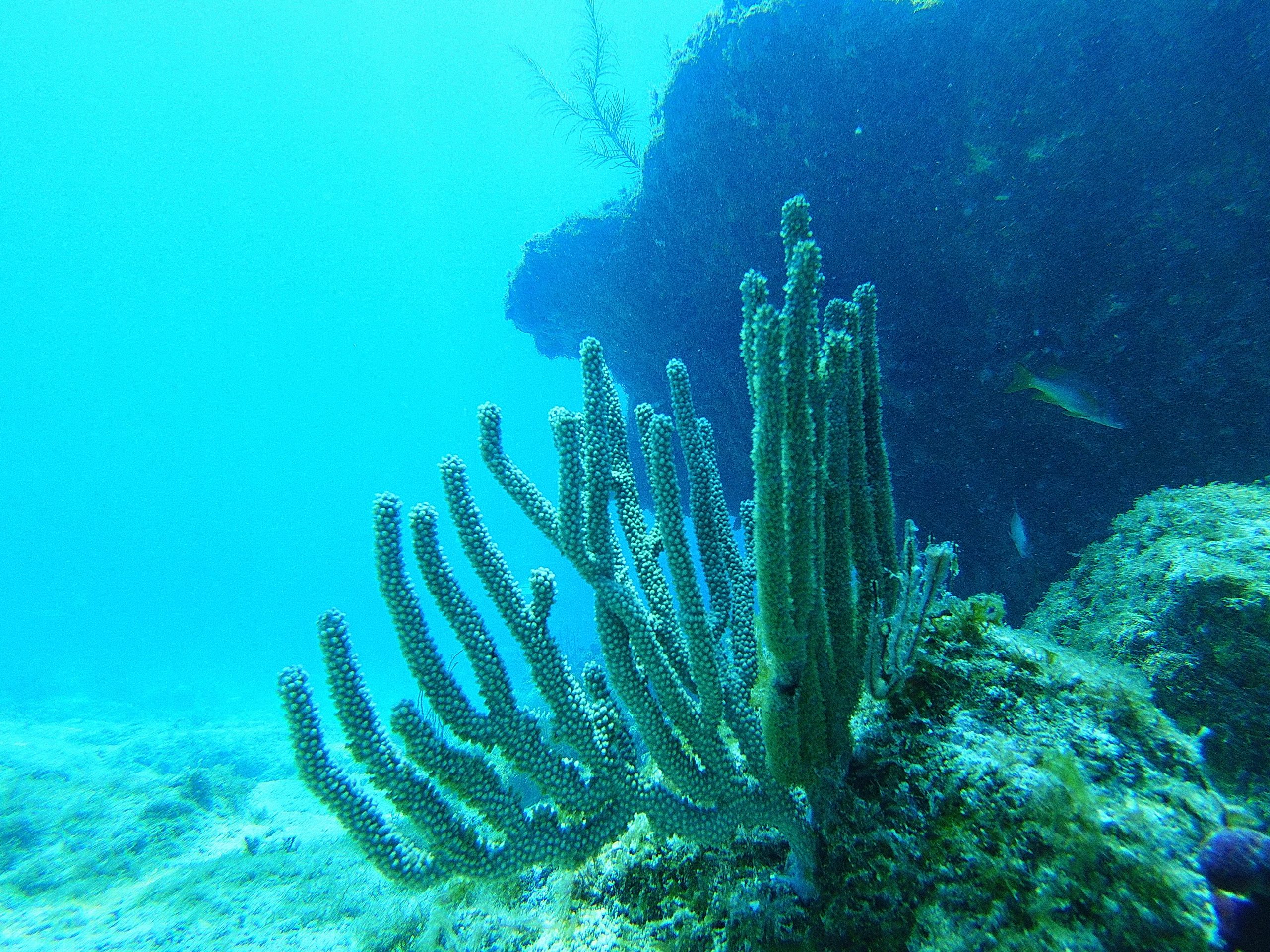 Underwater view of coral resembling tall, thin branches.
