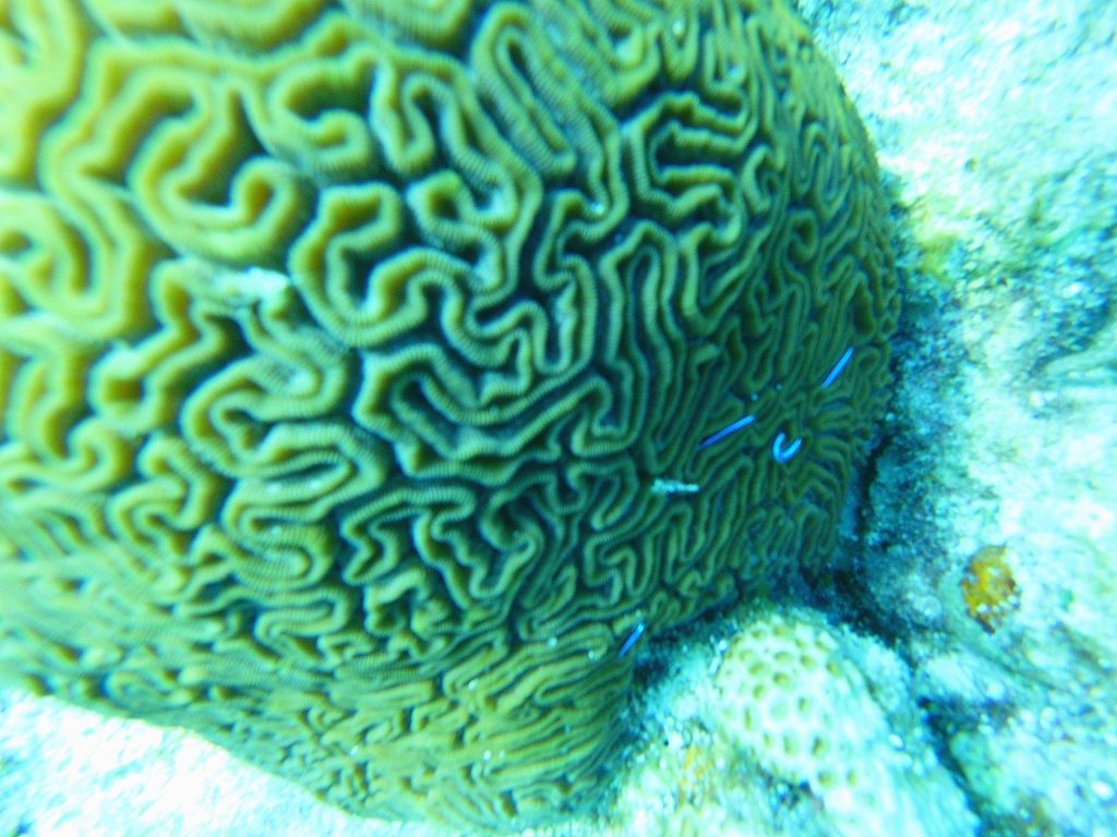 Close-up of brain coral underwater with light blue fish swimming around.