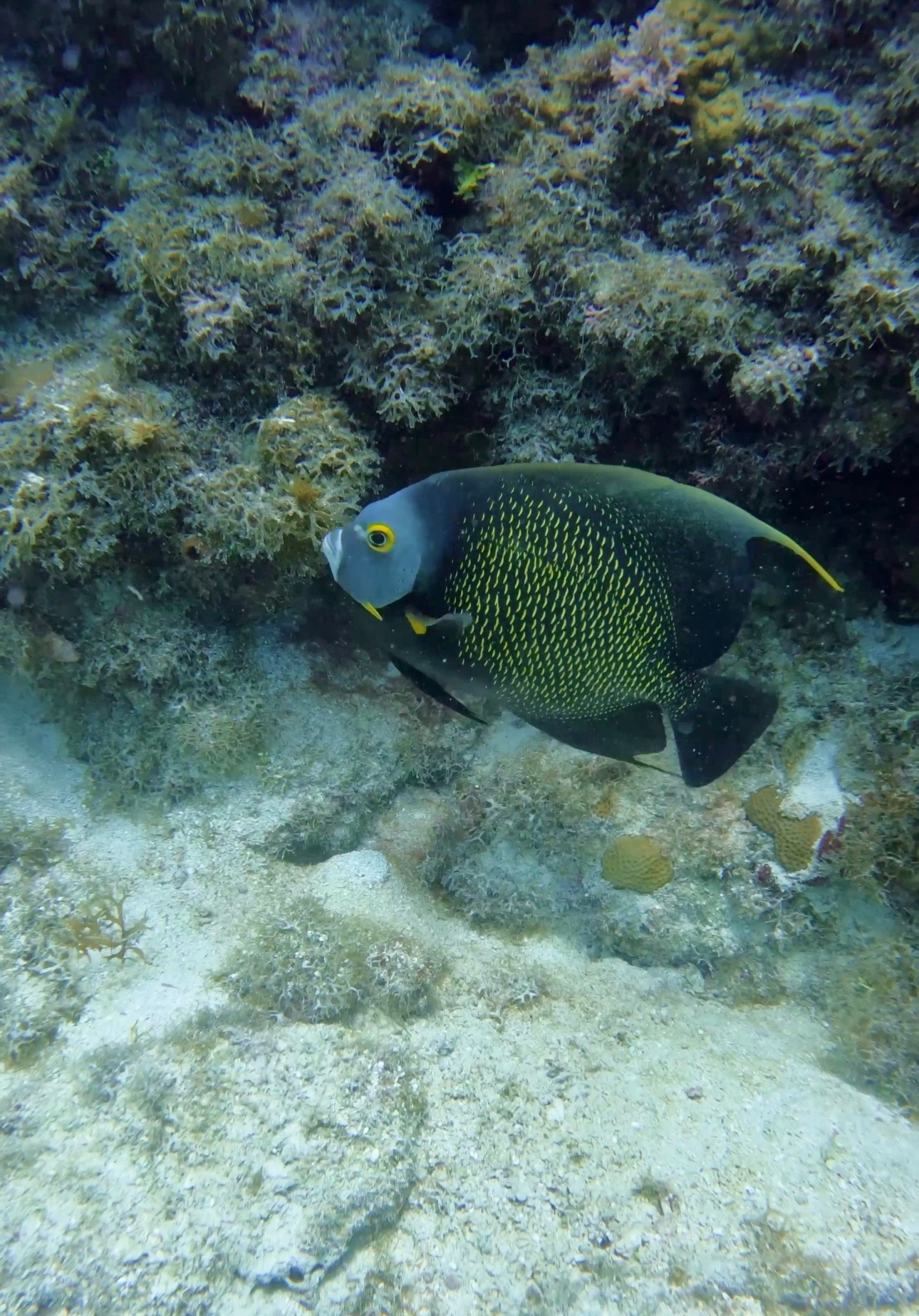 Angelfish swimming near a coral reef underwater.