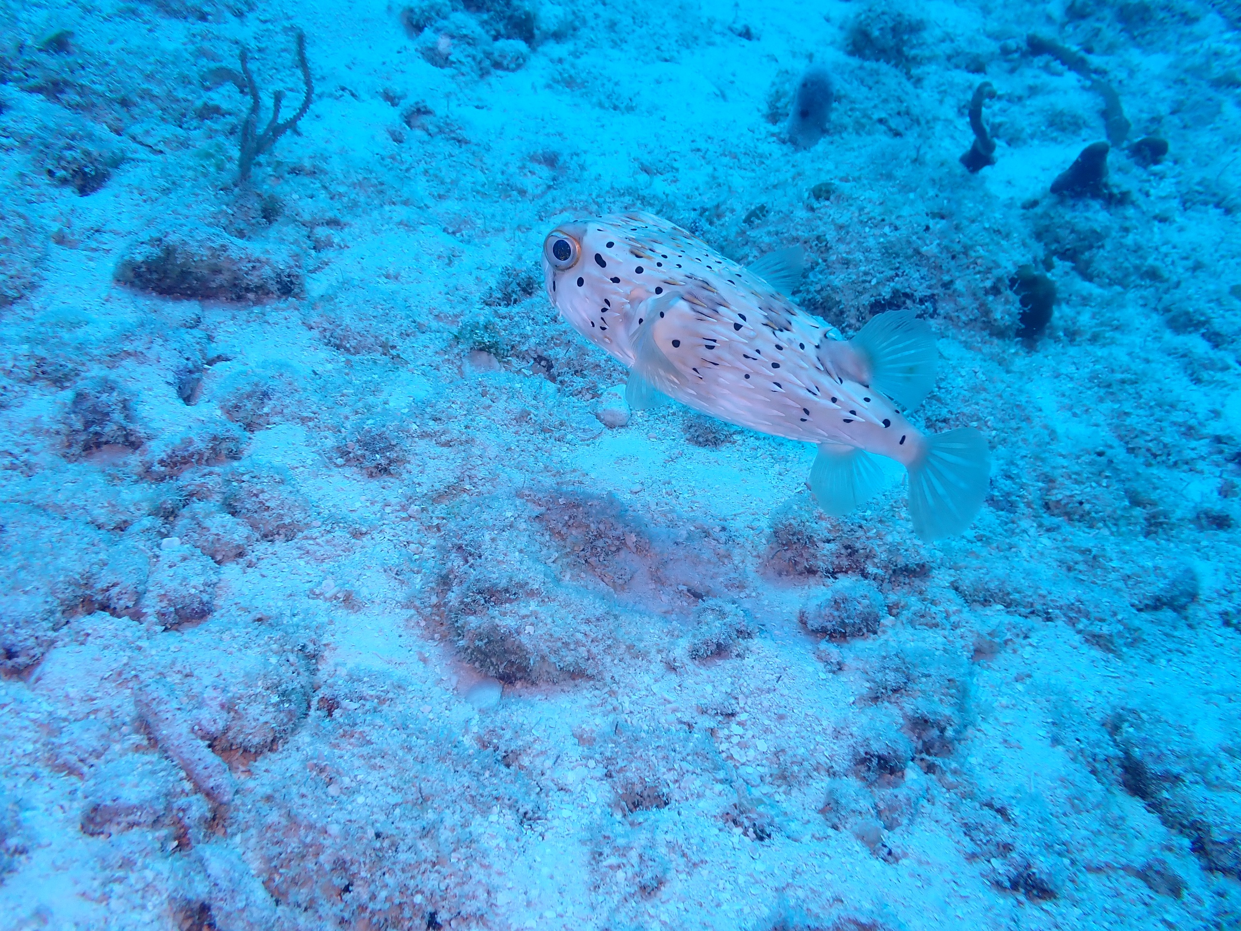 Spotted pufferfish swimming near sandy ocean floor.