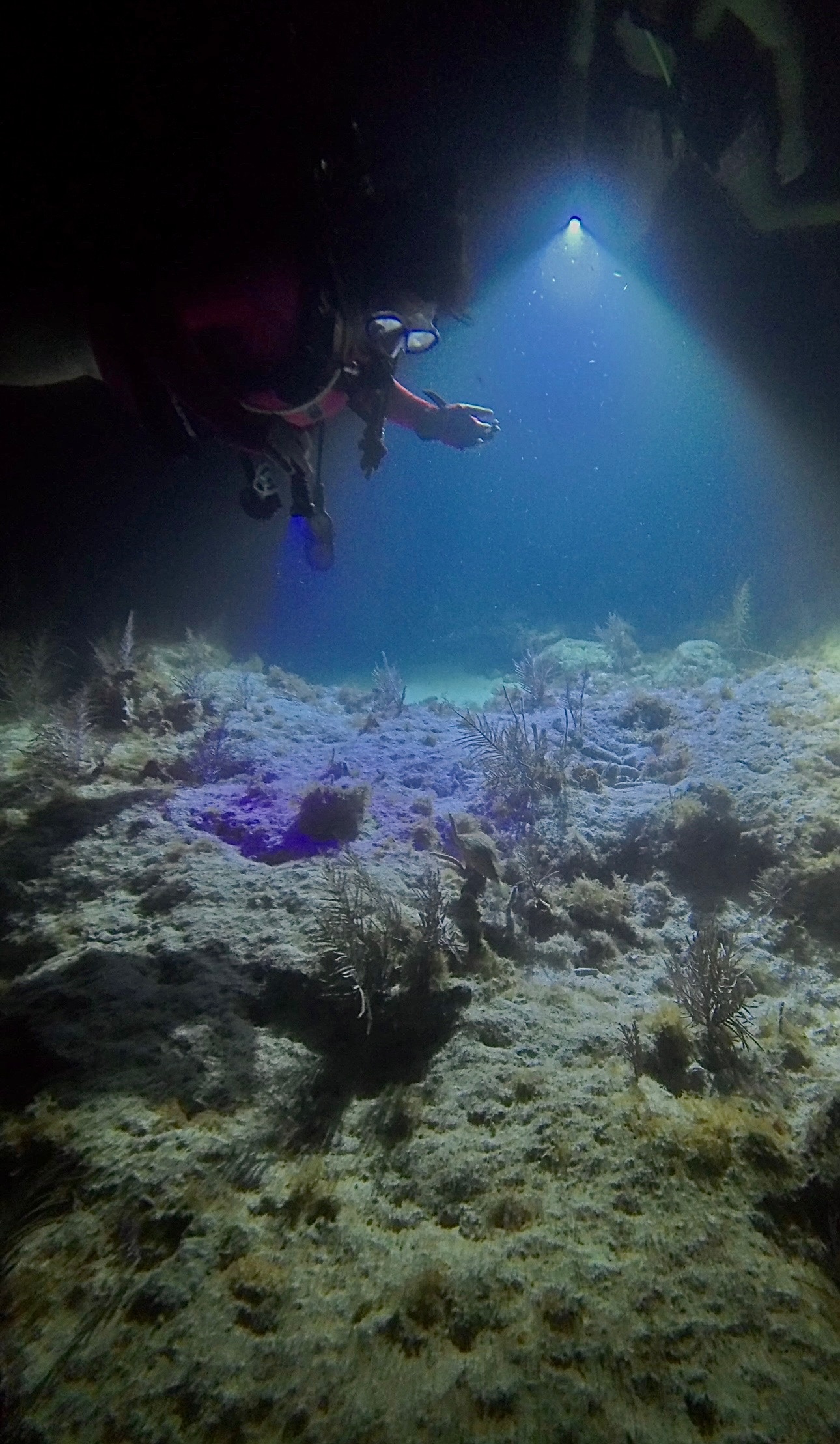 Scuba diver with flashlight exploring underwater coral reef.