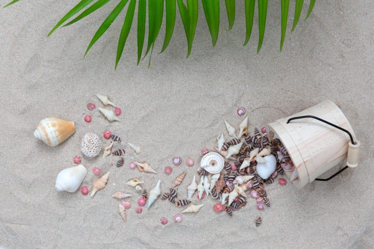 Seashells spill from a wooden bucket onto sandy beach with green leaves above.