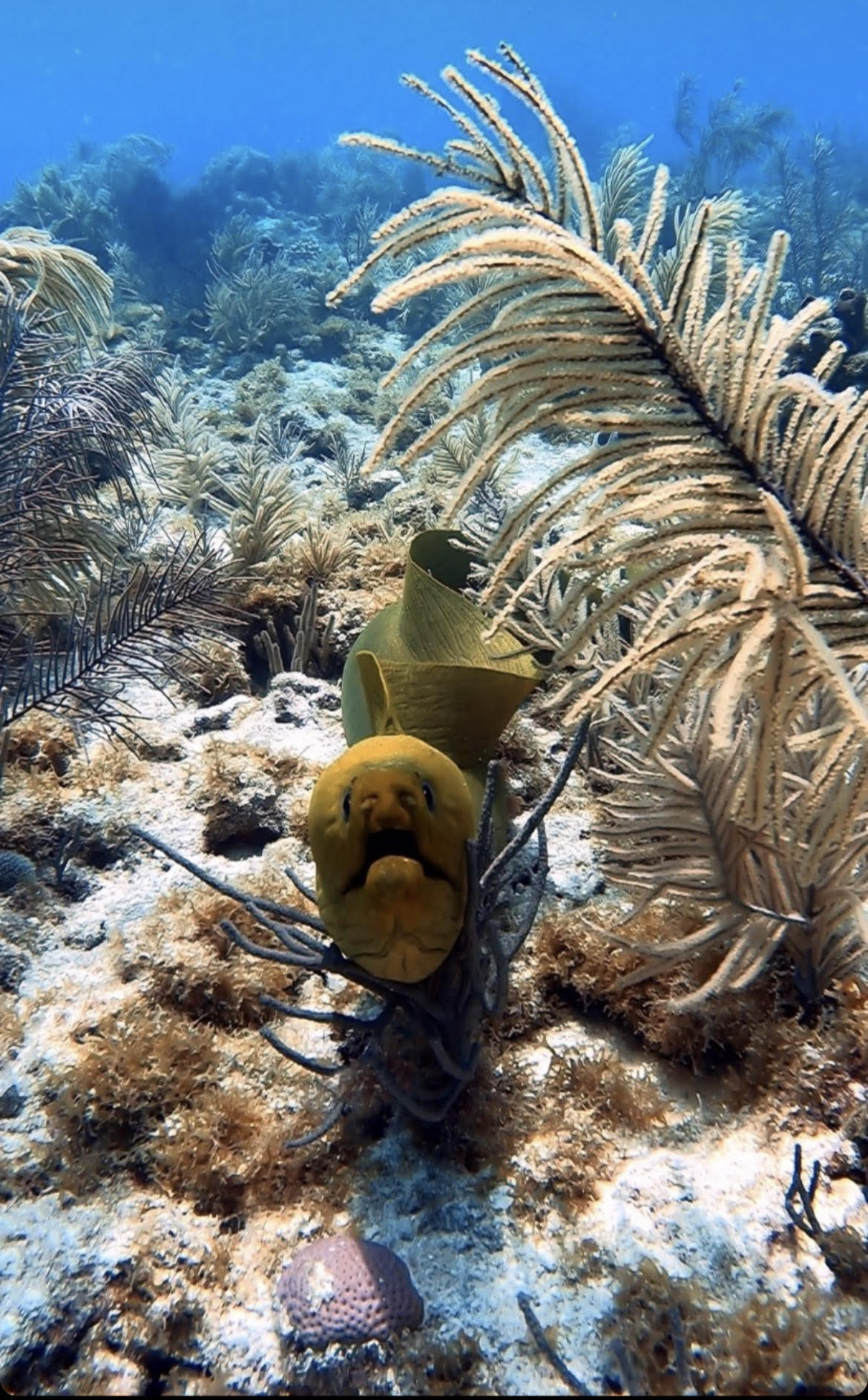 Green moray eel among coral and sea fans in underwater scene.