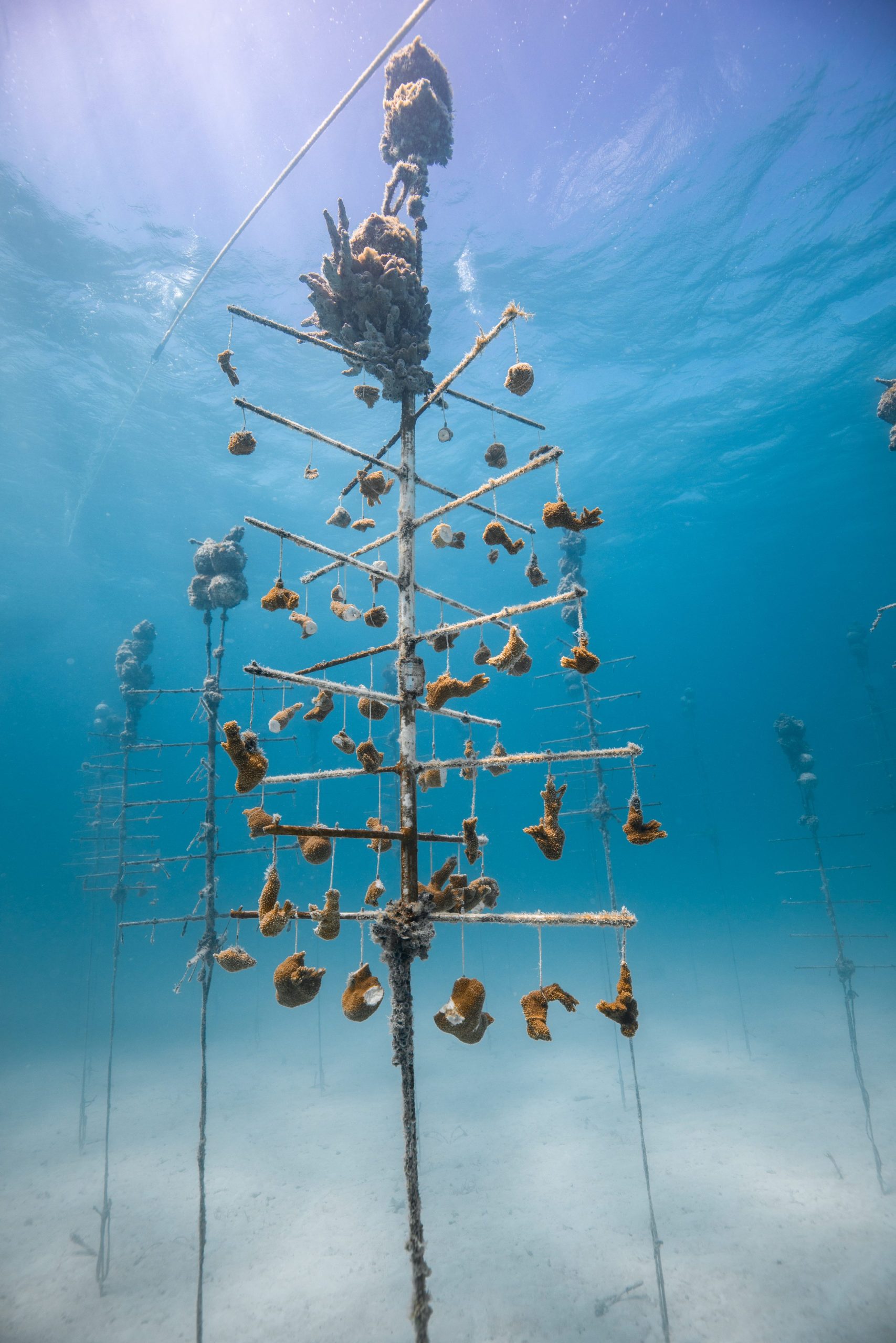 Underwater coral nursery with corals on metal structures.