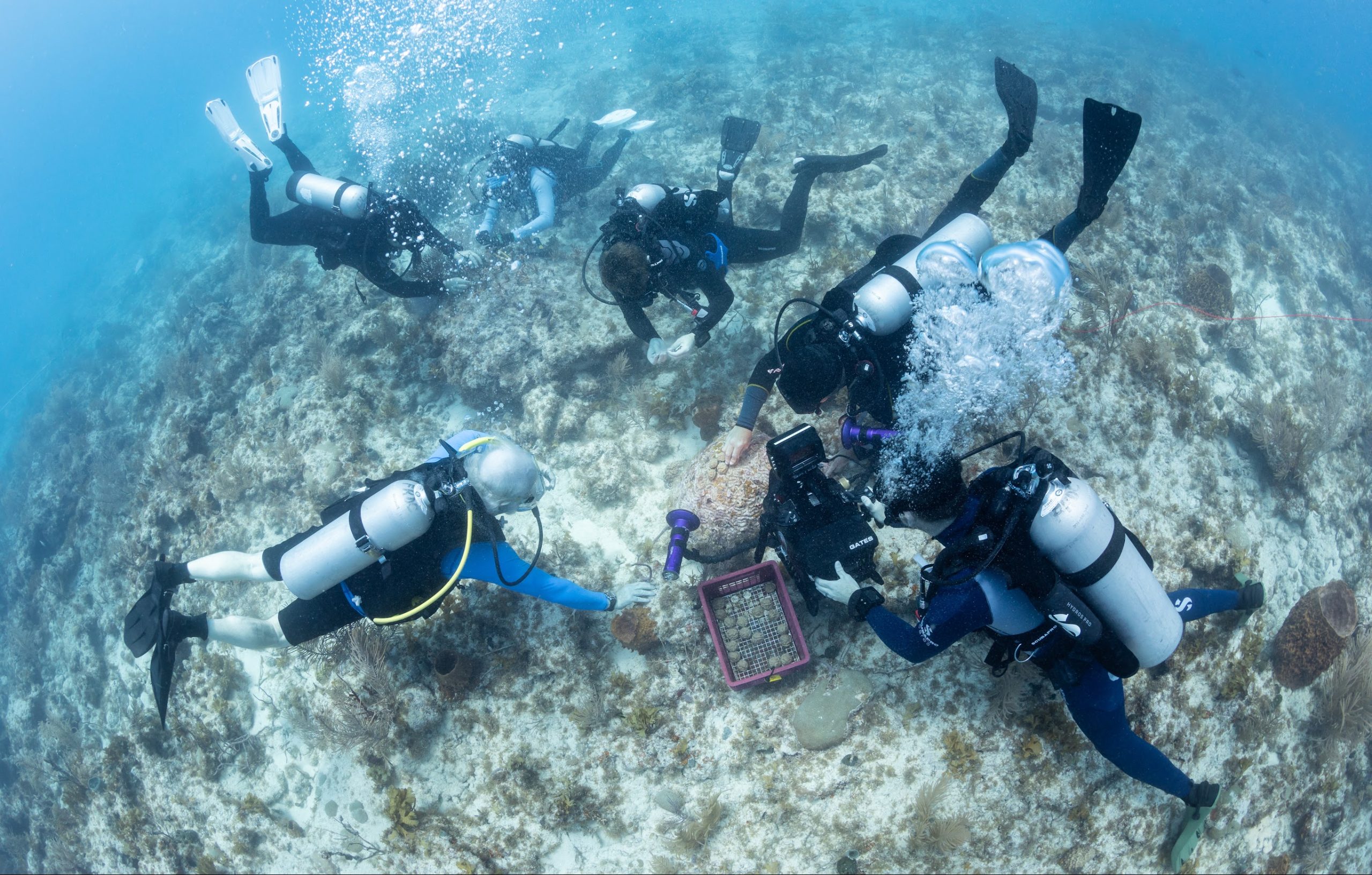Six scuba divers study the ocean floor, surrounded by coral and marine life.