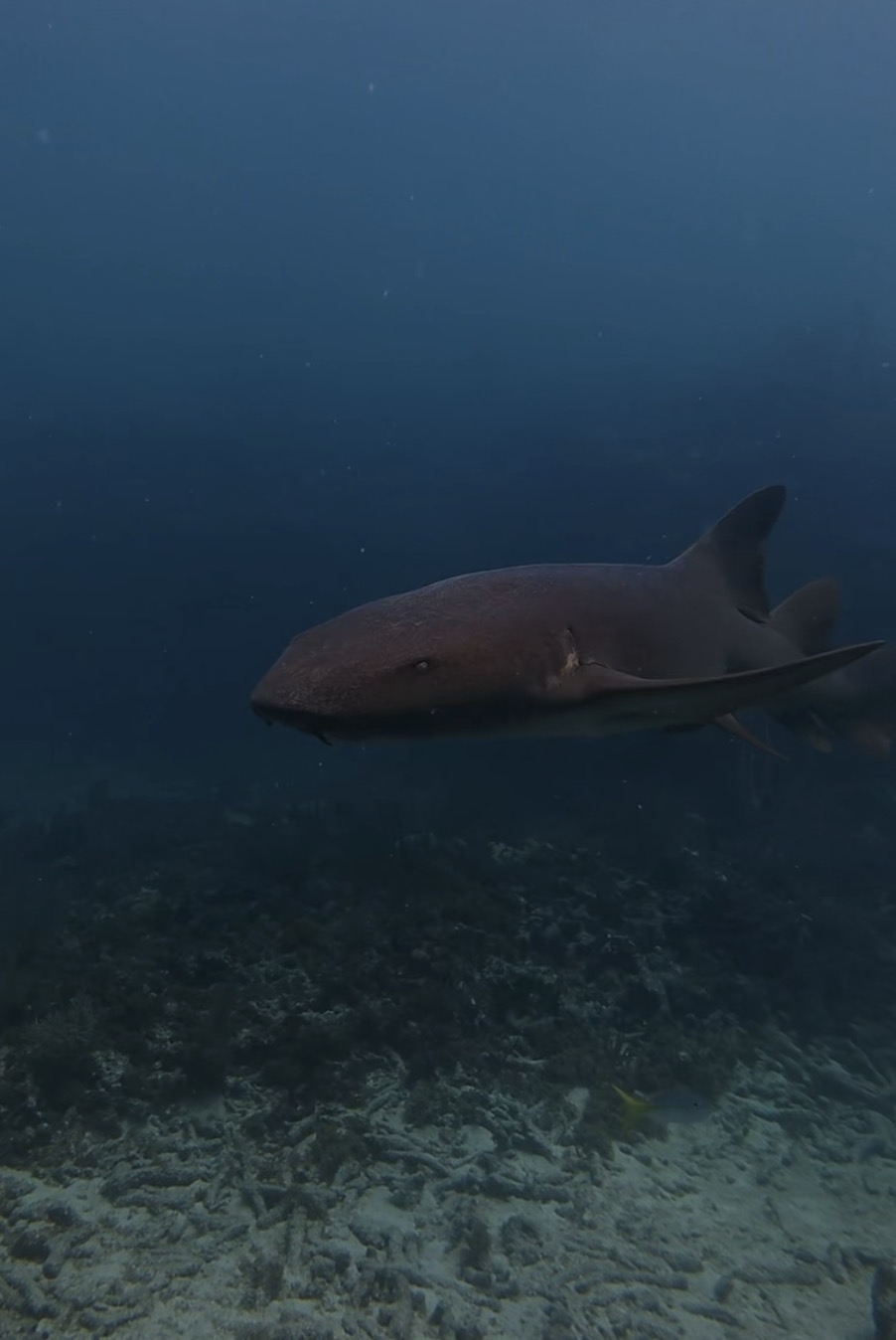 Nurse shark swimming over coral reef underwater.