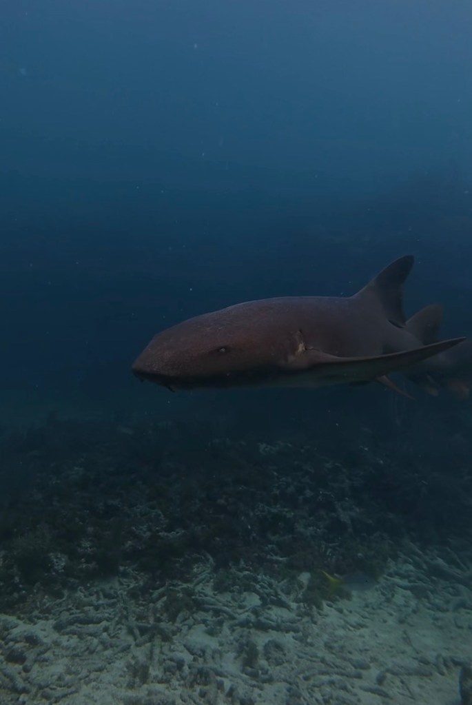 Nurse shark swimming over coral reef underwater.