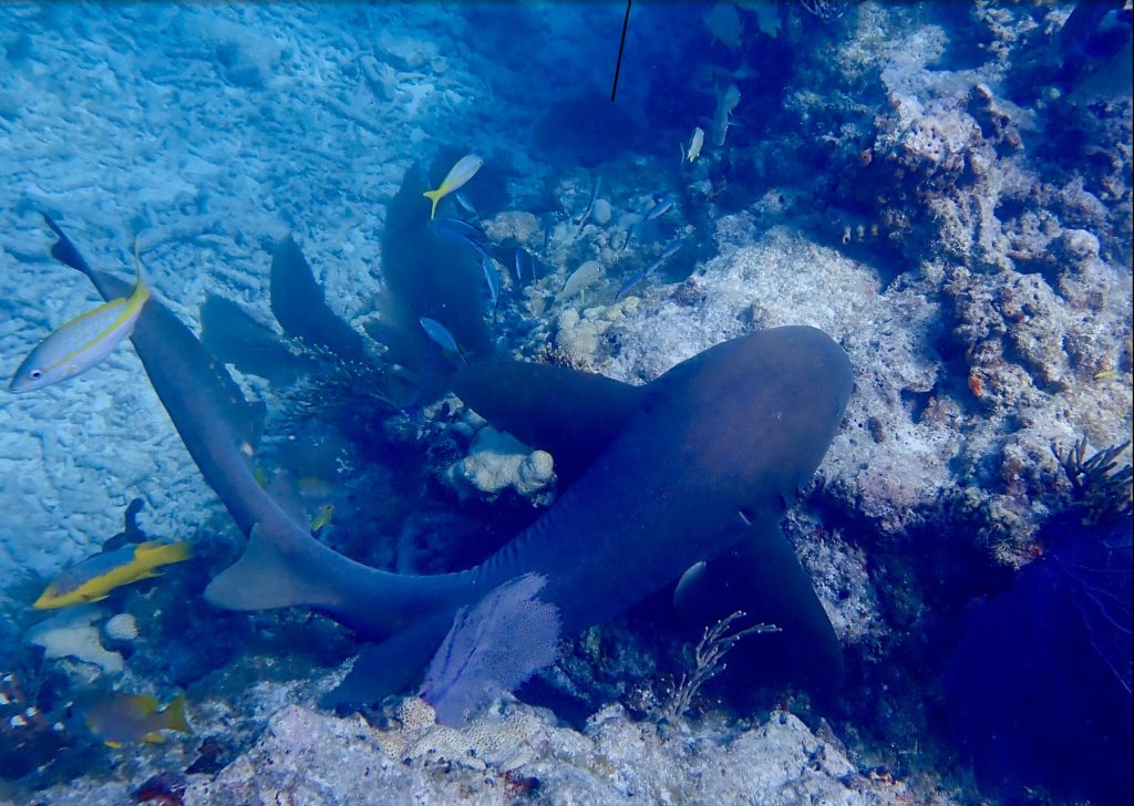 Nurse shark and colorful fish swimming near coral reef.