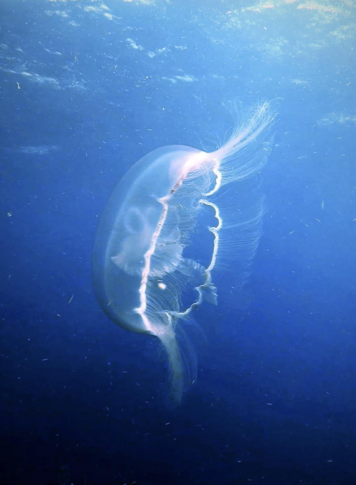 A translucent jellyfish floats in deep blue water.
