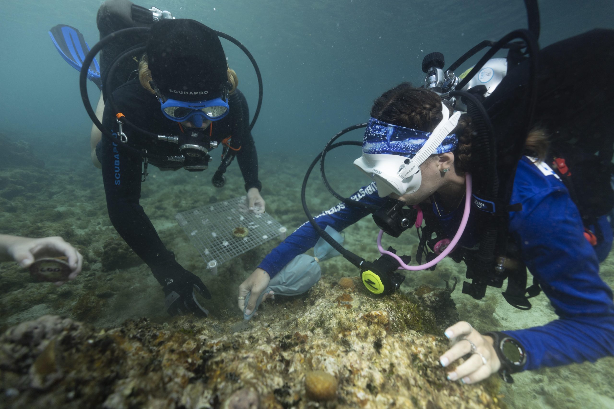 Two scuba divers examine the ocean floor underwater.