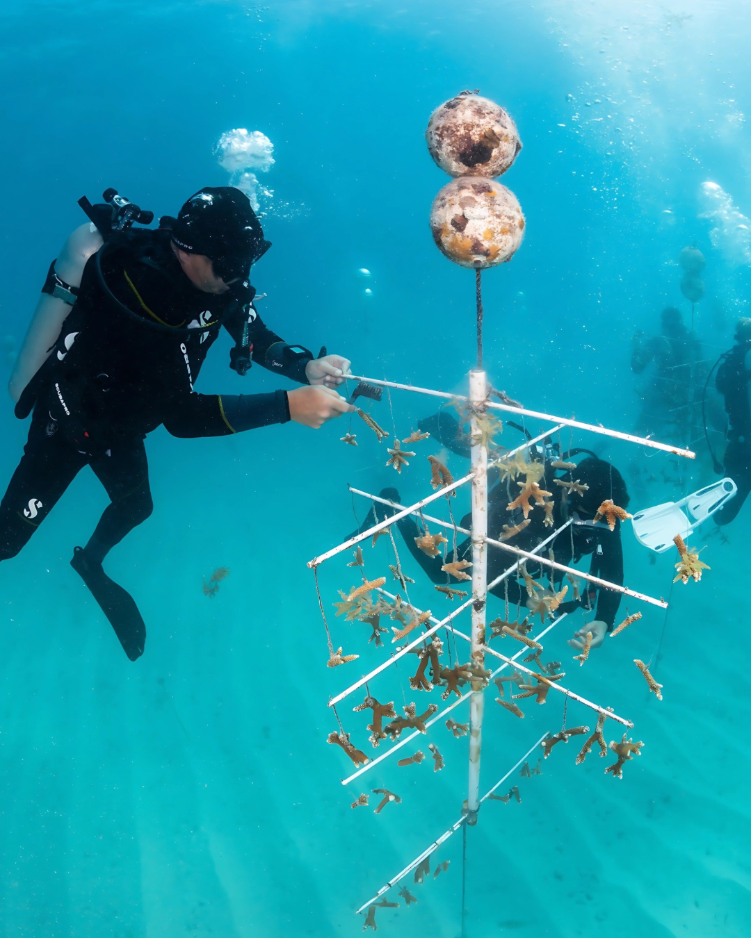 Diver tending to coral nursery structure underwater, clear blue sea.